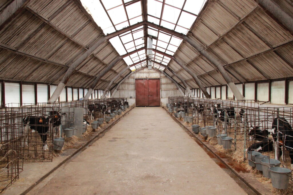 Молочная ферма в амурском селе в 1,5 раза увеличила выработку молока