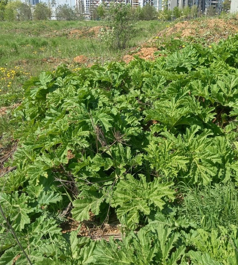 Павел Жирнов