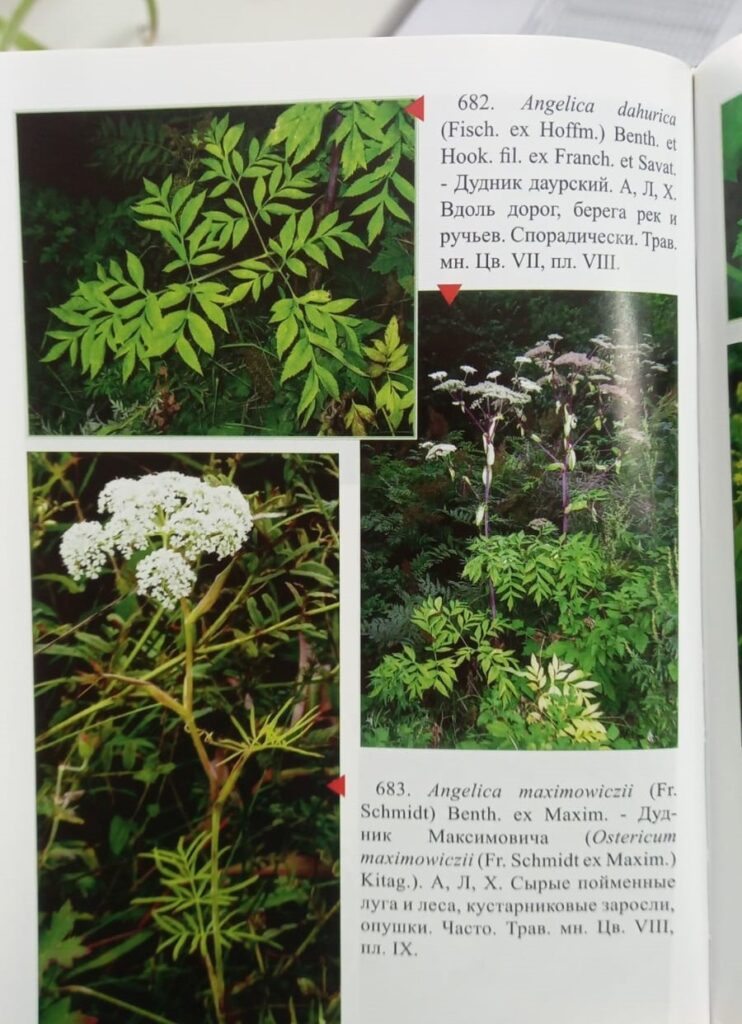 Павел Жирнов