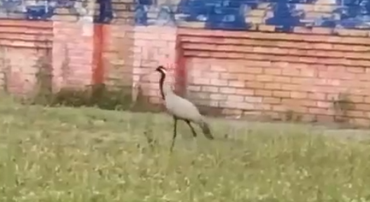 Журавль-красавка