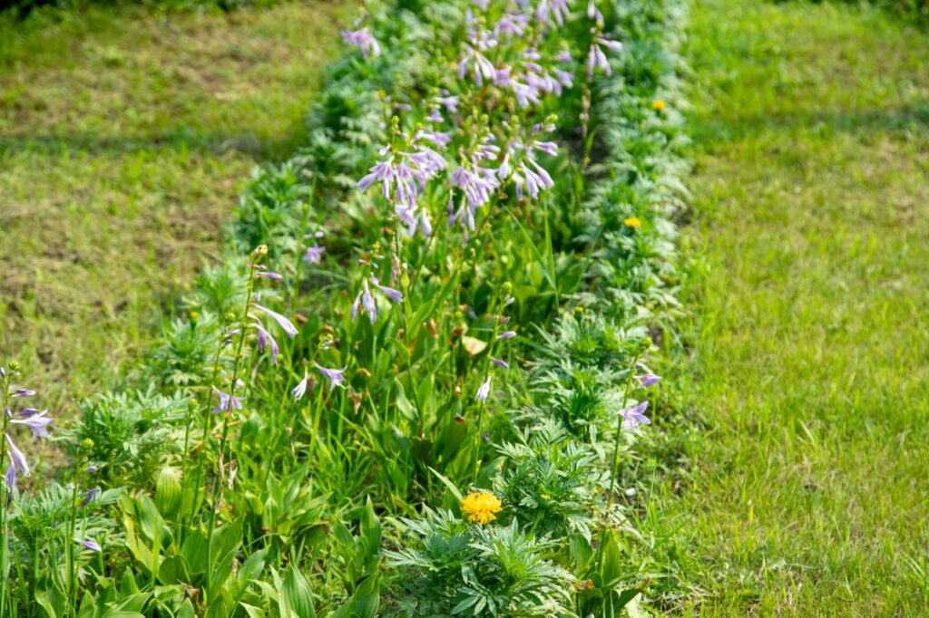 Вьюны и хосты украсили благовещенскую улицу