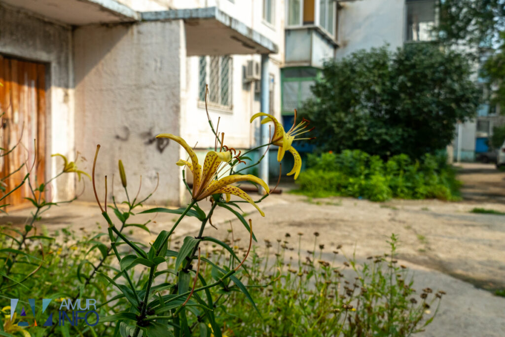 Благовещенец: собственники подделывают подписи в бланках голосований