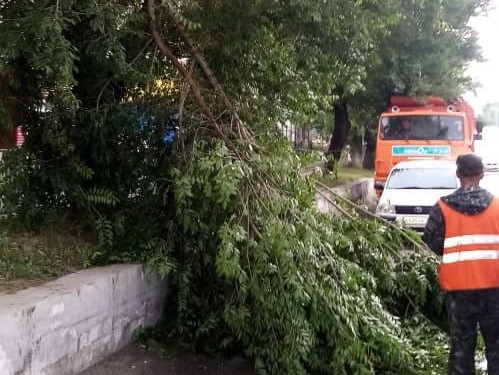 Спиленная ветка