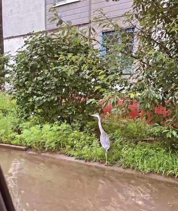 В одном из дворов Благовещенска гуляла цапля