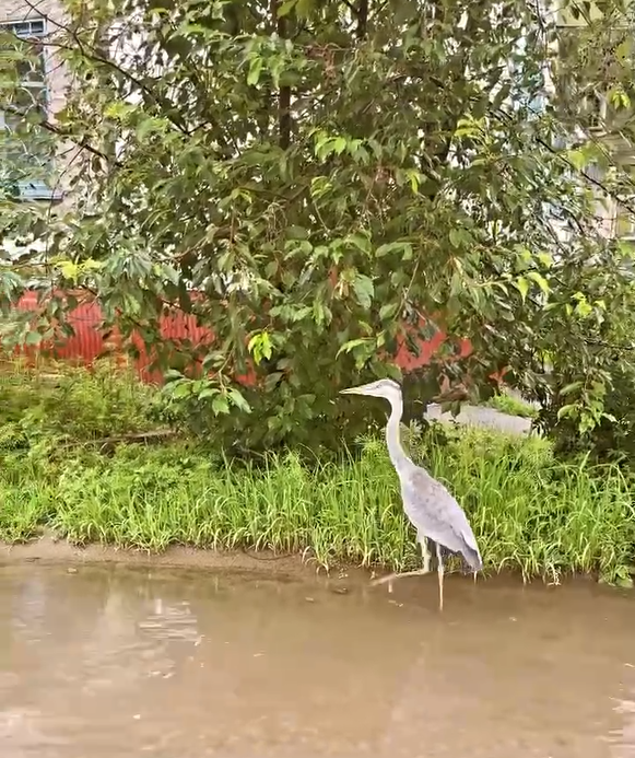 В одном из дворов Благовещенска гуляла цапля