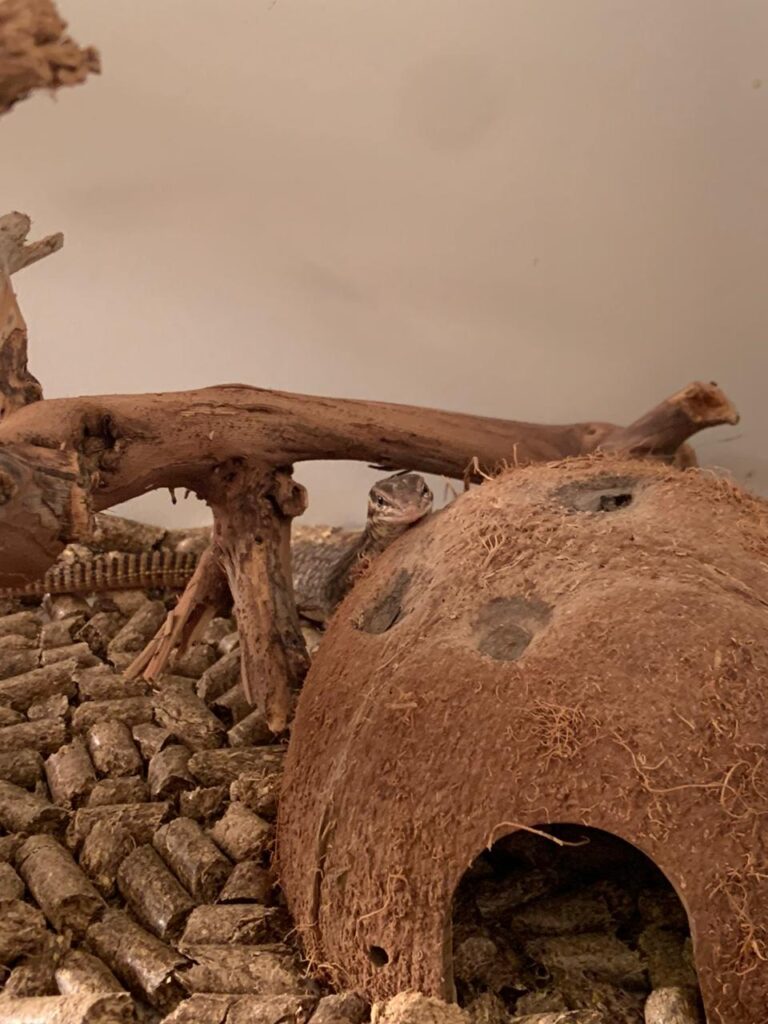 Кольцехвостый варан