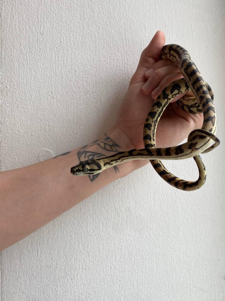 Ковровый питон
