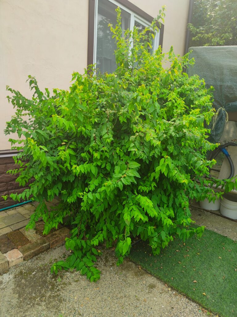 кусты, мошка, овод