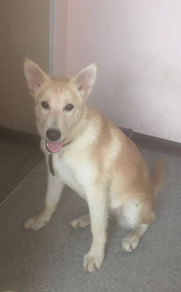 собака, собака из приюта