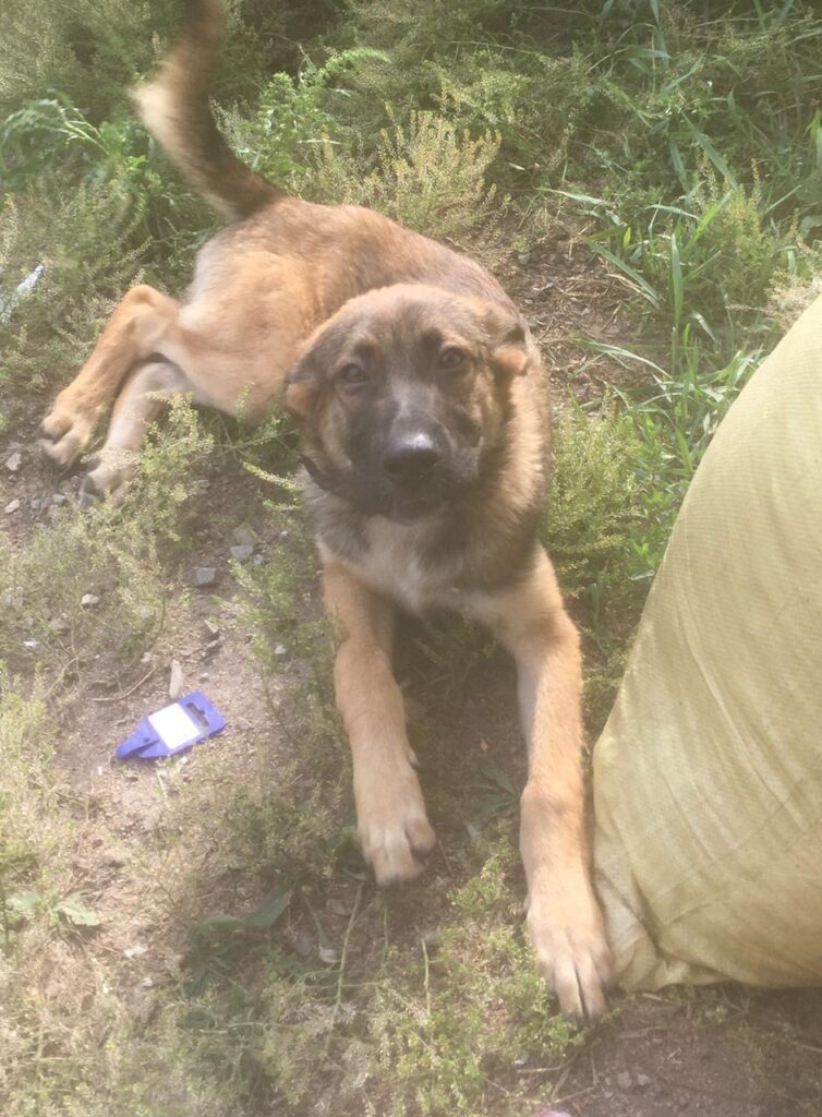 собака, питомник