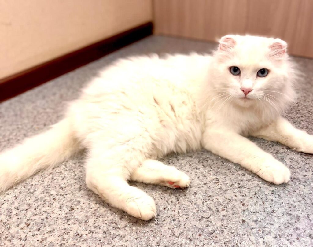 кошка, кошка из приюта