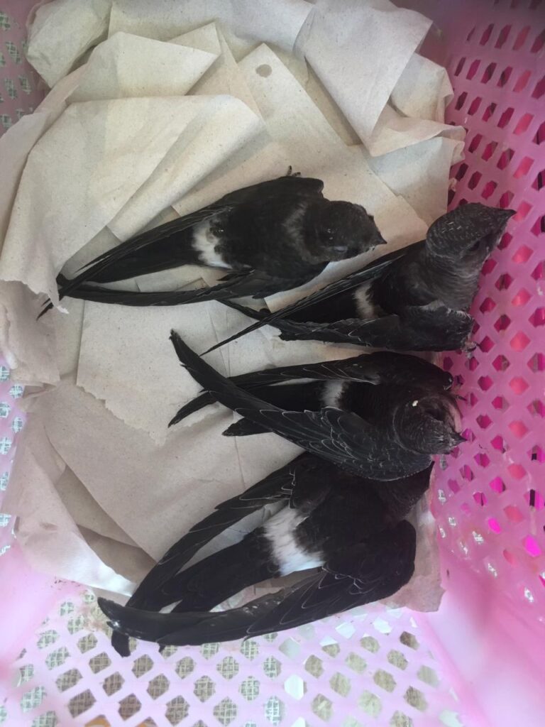 птенцы ласточки