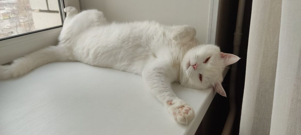 питомец, кот