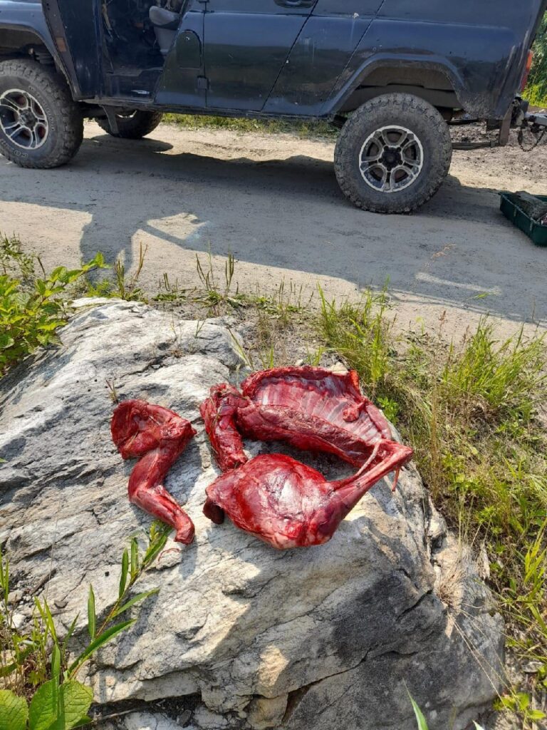 Разделанная туша косули