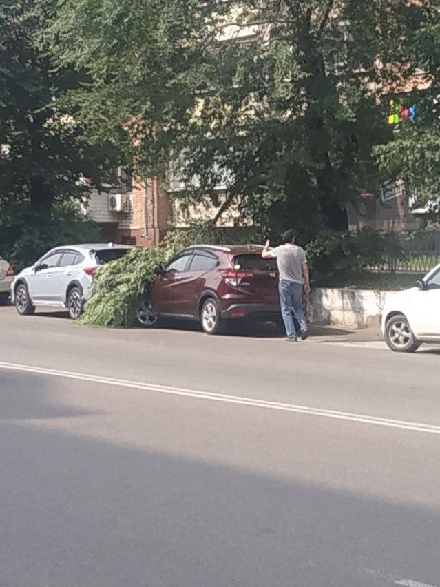 Ветка упала на автомобиль