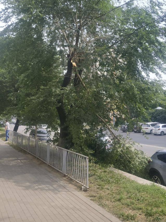 Дерево, сломанная ветка