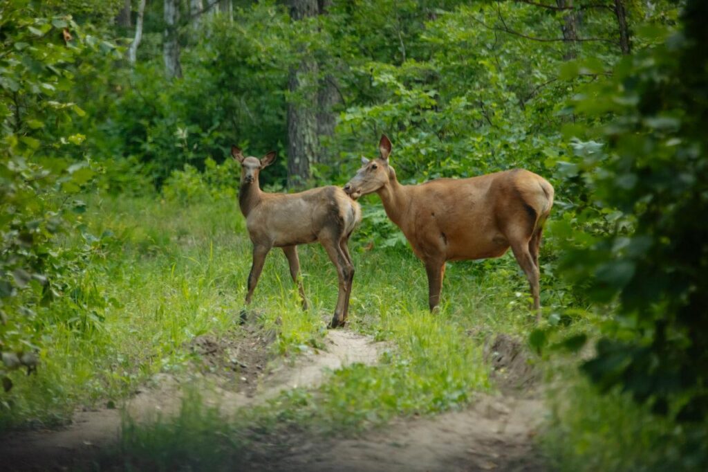 маня и малыш