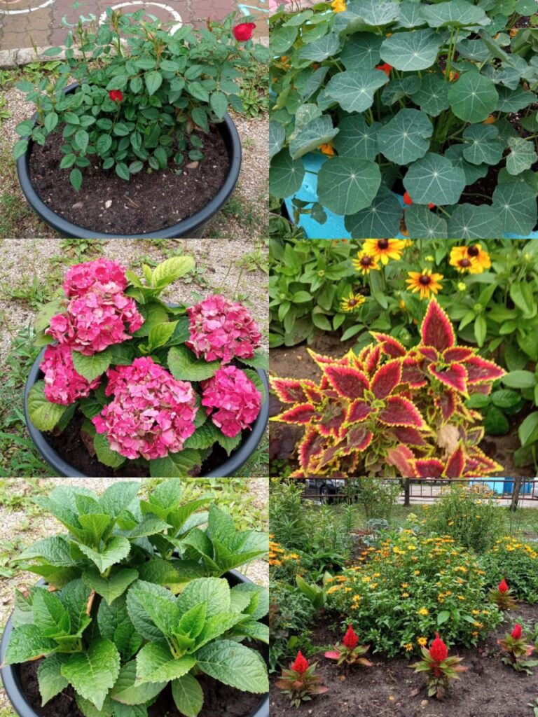 Благовещенцы благоустраивают двор на тайване за счет проектов и конкурсов