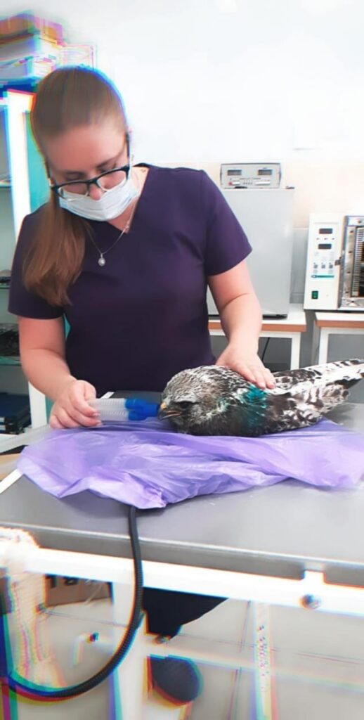 реабилитация птиц