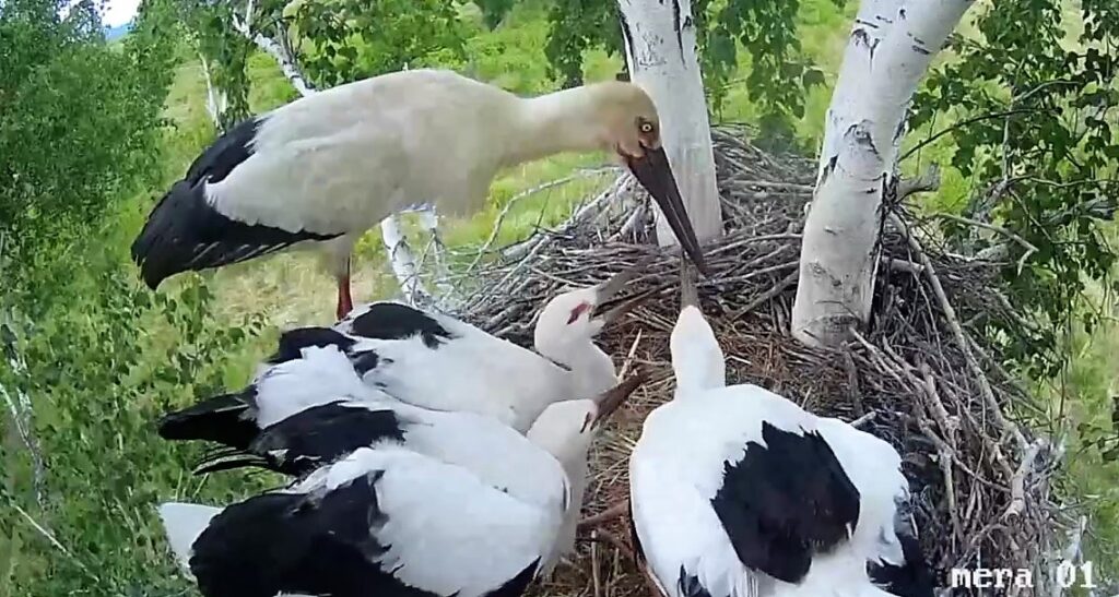 Не спасайте аистов: амурский орнитолог показал различия между взрослой птицей и птенцом