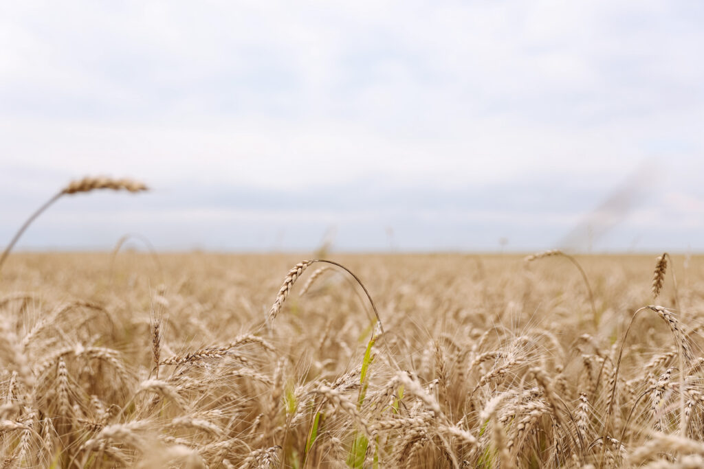 Губернатор в Константиновском районе