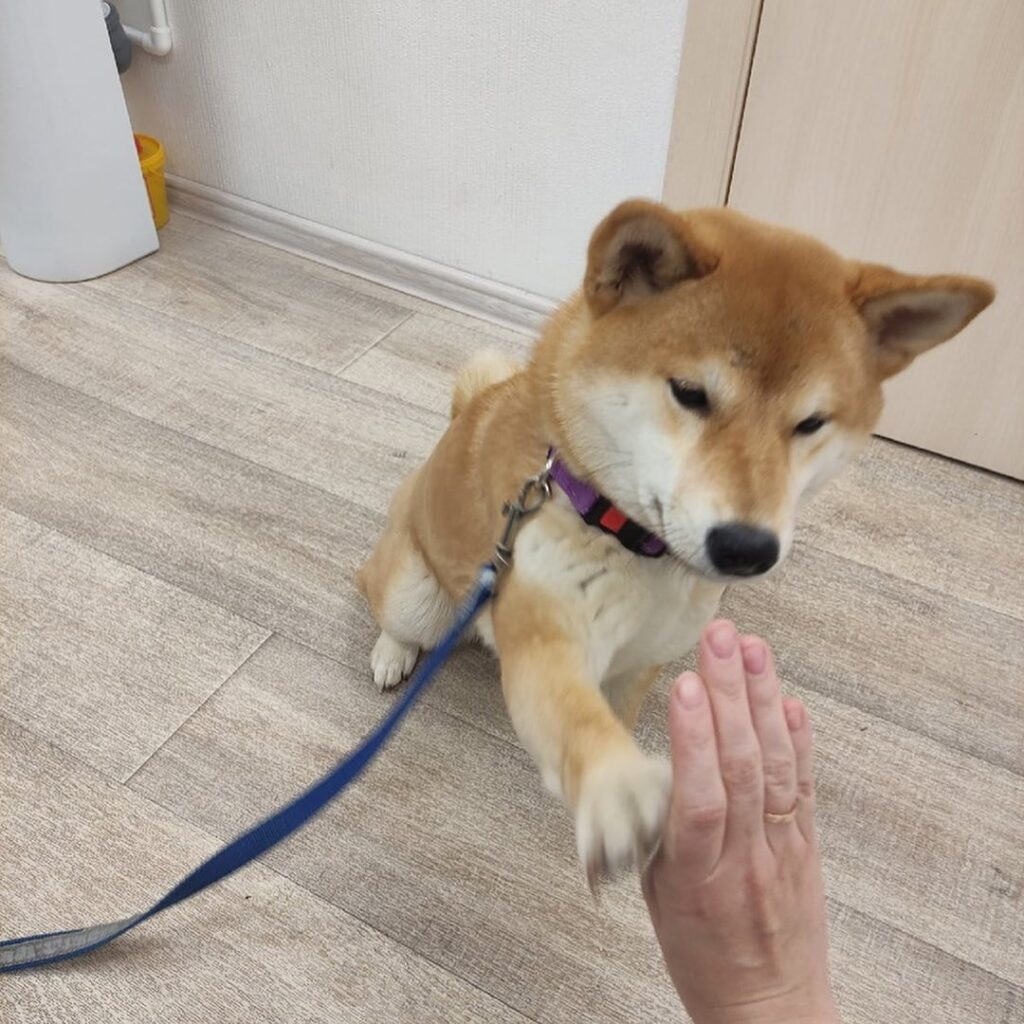 акита, собака