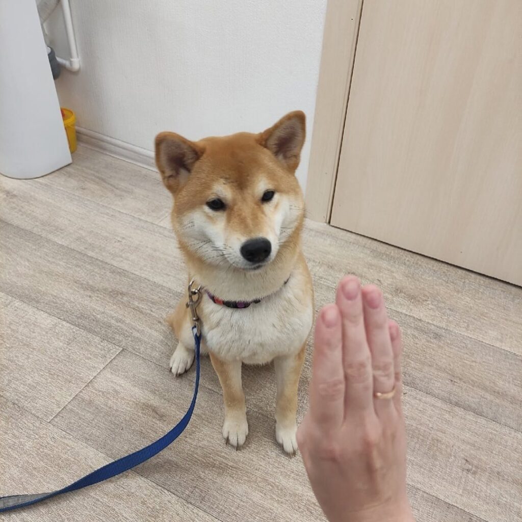 акита, собака