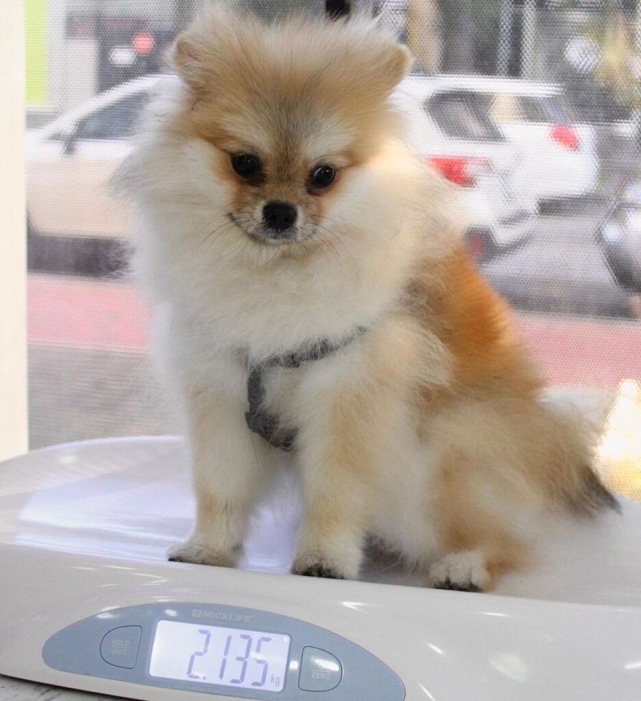 шпиц, мелкие породы собак