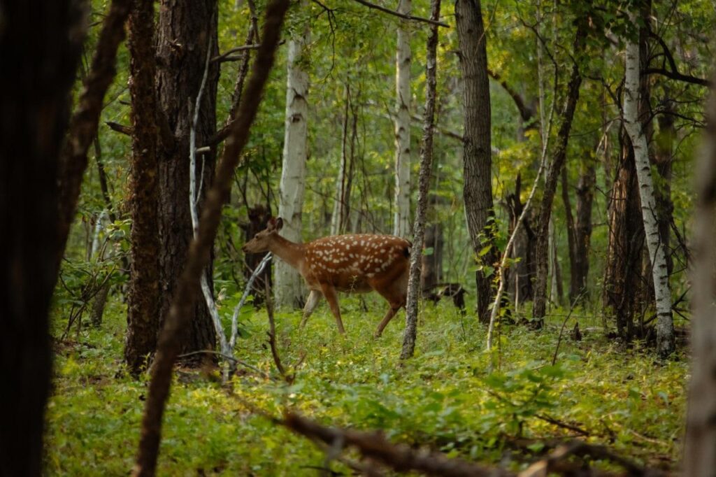 Дирекция ООПТ Амурской области
