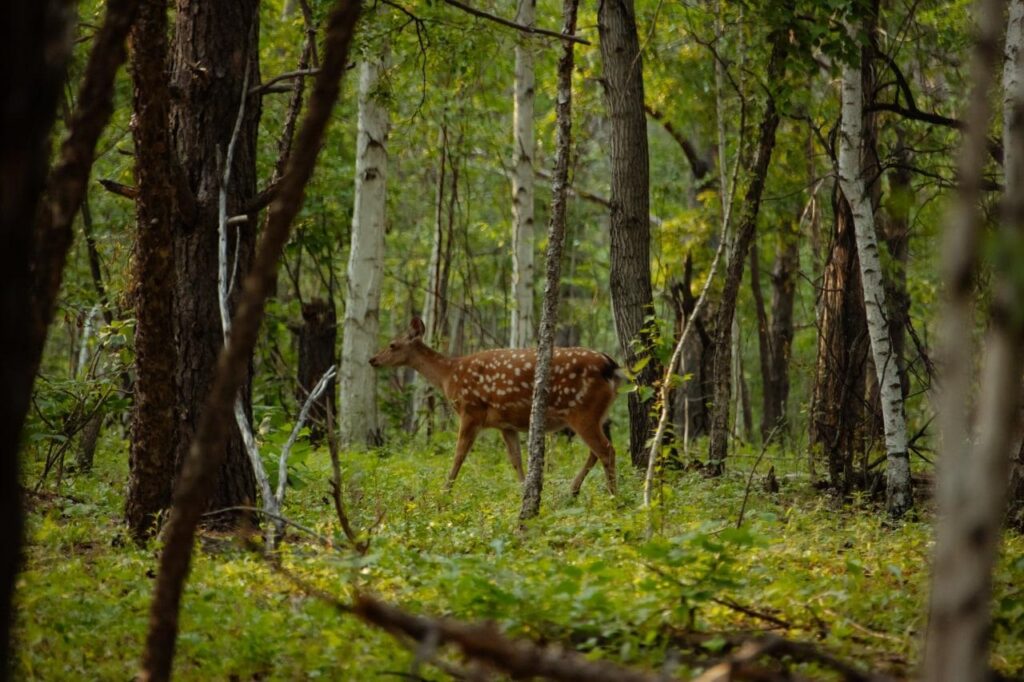 Дирекция ООПТ Амурской области