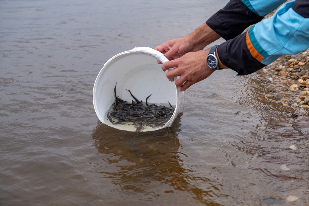 В Зею выпустили более 6,5 тысячи мальков осетра