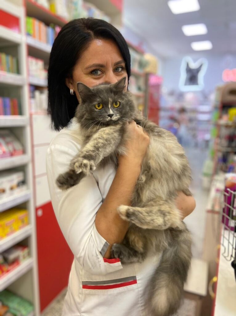 ветеринар, кошка, сибирская кошка