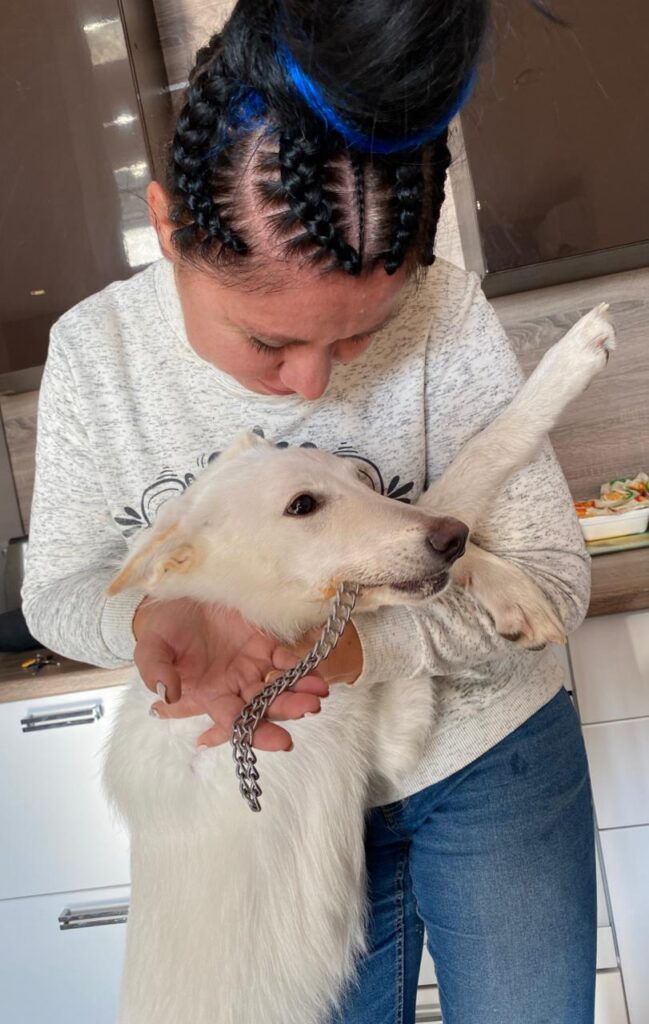 собака, ветеринар