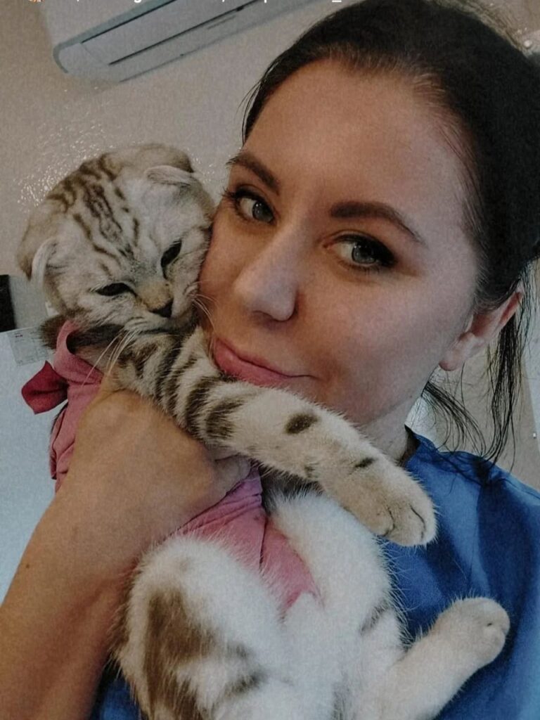 шотландская вислоухая кошка, шотландец