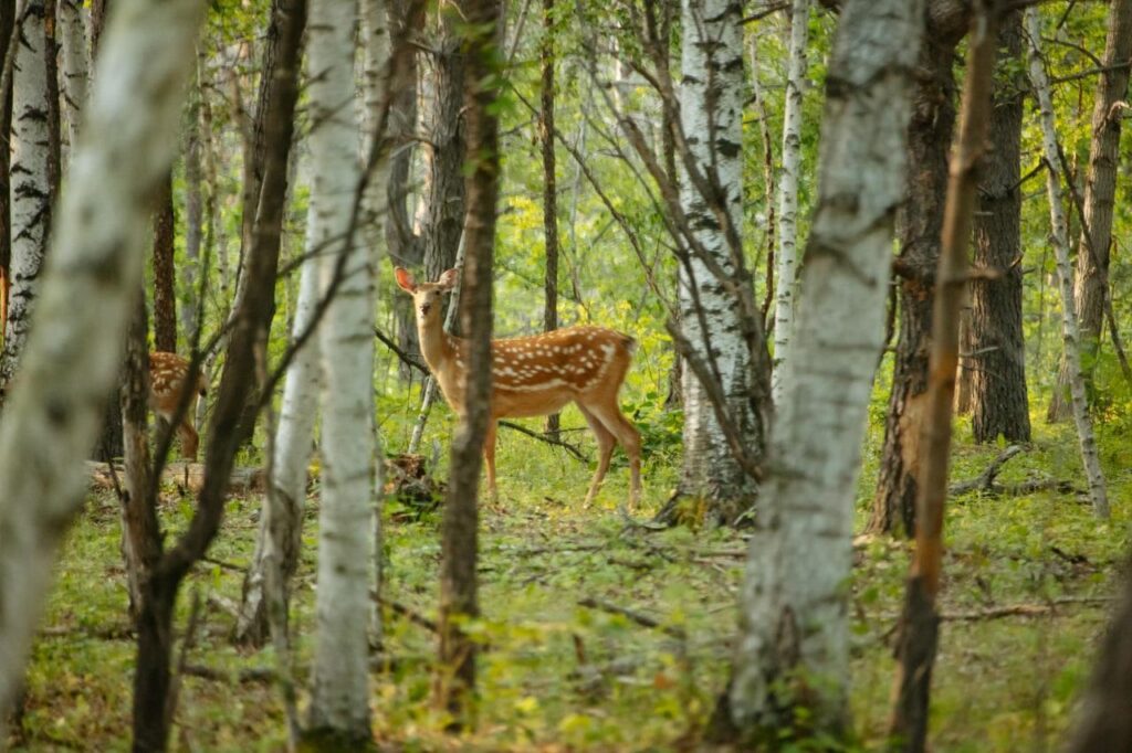 Дирекция ООПТ Амурской области