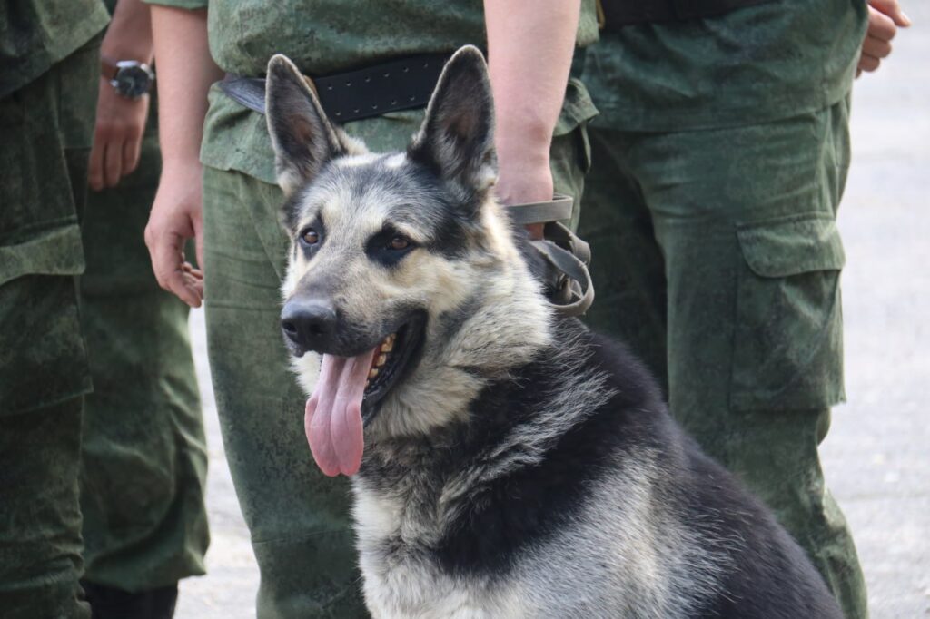 Амурские пограничники вернулись домой из зоны СВО