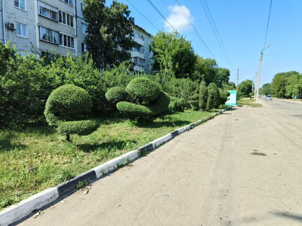 Дело рук пенсионера: фигурные кроны обретают деревья Благовещенска