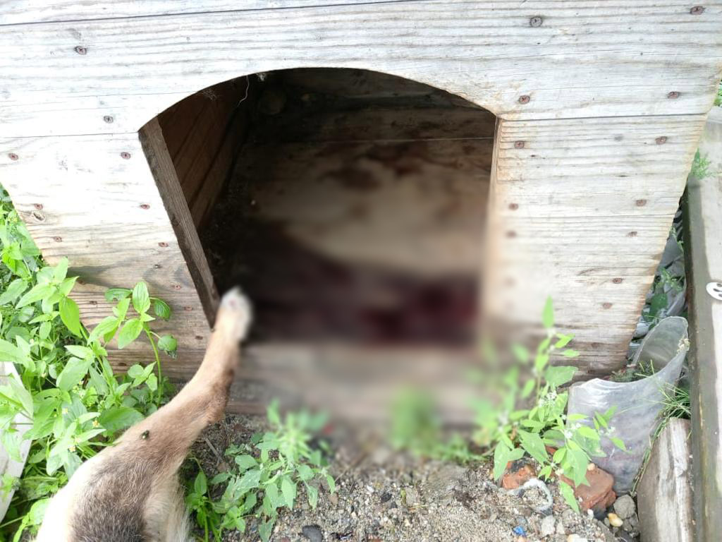 В Благовещенске среди бела дня из ружья расстреляли дворовую собаку