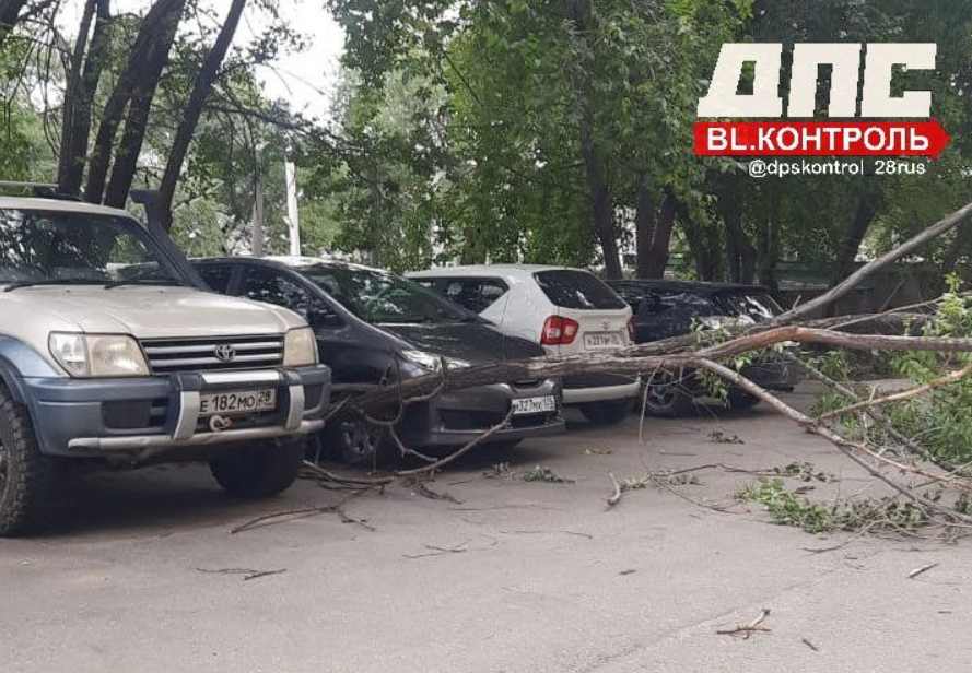 Дерево упало на парковку