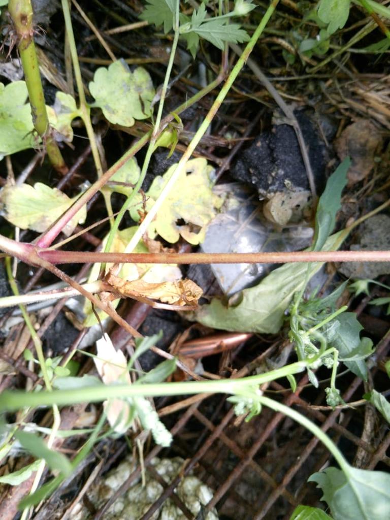 В Благовещенске среди бела дня из ружья расстреляли дворовую собаку