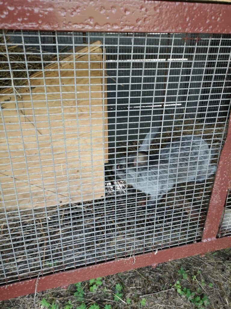 В Амурской области откроют новый контактный зоопарк