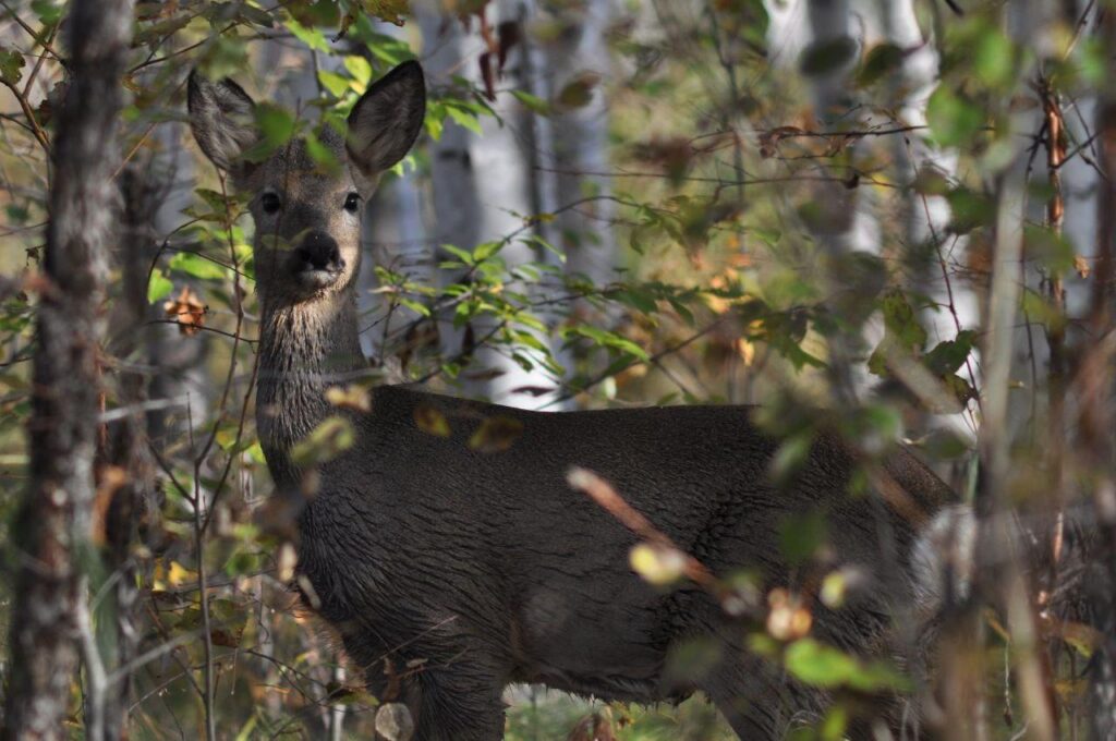управление по охране животного Амурской области