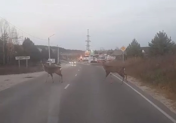 телеграм-канал «SVB NEWS» (скриншот с видео)