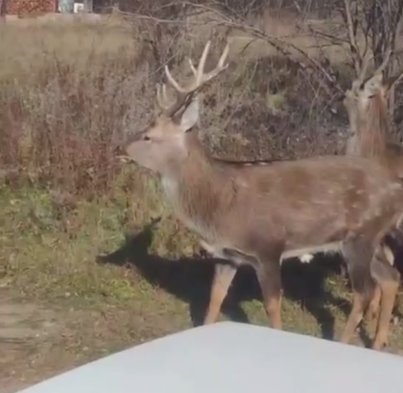 телеграм-канал «SVB NEWS» (скриншот с видео)