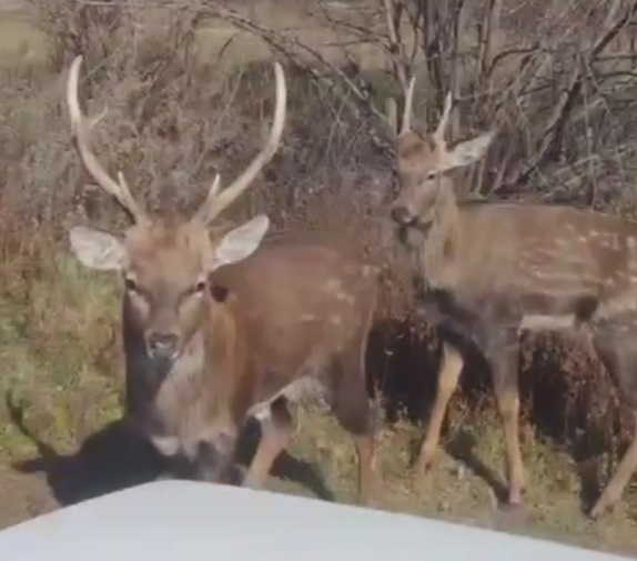 телеграм-канал «SVB NEWS» (скриншот с видео)