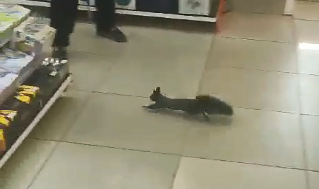 Белка в магазине