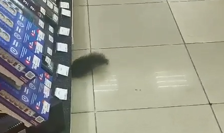 Белка в магазине