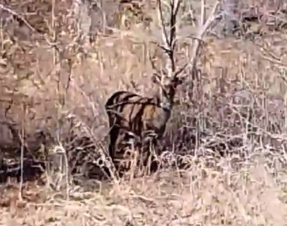 телеграм-канал «Новости Свободненского района»