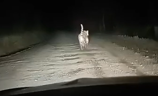 Амурский тигр в Приморье