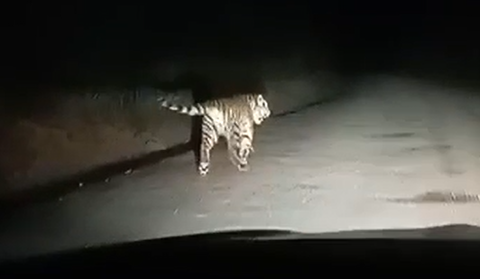 Амурский тигр в Приморье